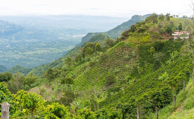 Kaffee aus Lateinamerika: Kaffeeplantage in Cauca, Kolumbien