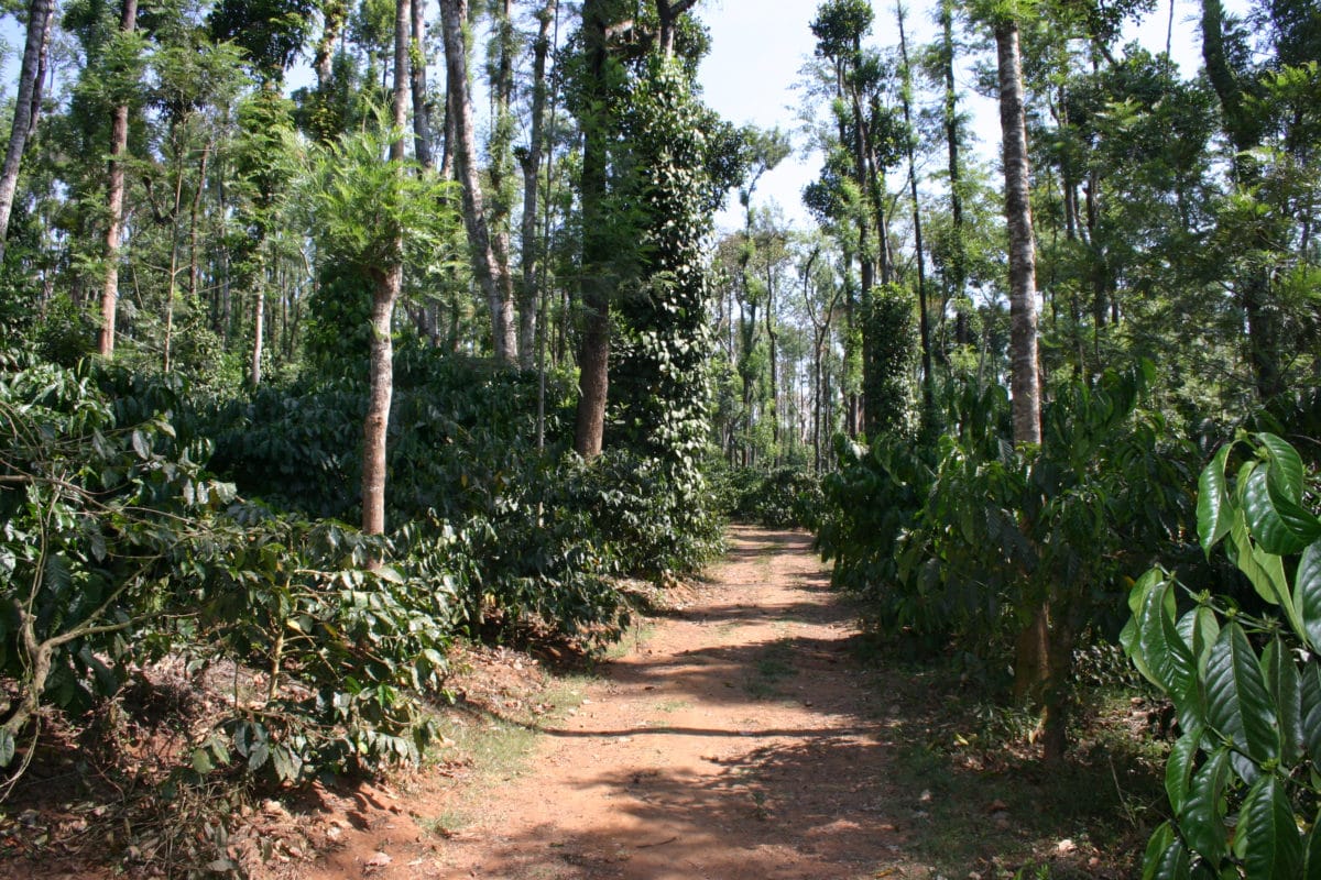 MKR Kaffee im Regenwald Indien - Jamala, Indien - BIO-Robusta