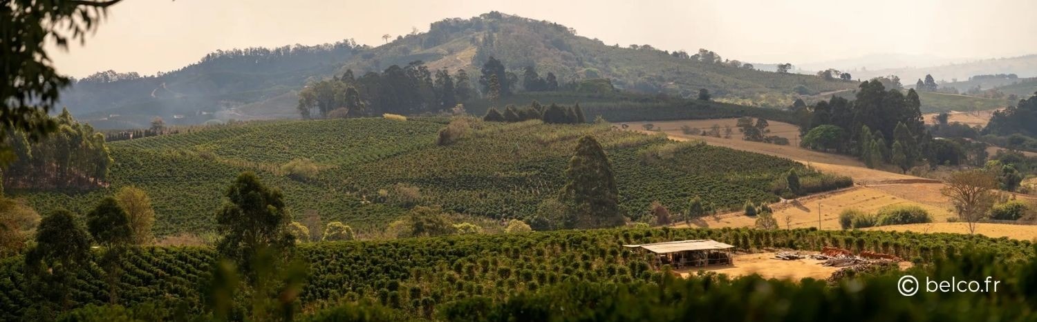 Planatagenbilder-Brasilien-Mogiana-Belco.fr-Kaffee-Des-Monats-06.26-2