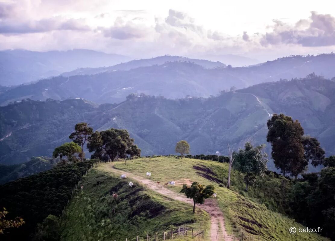 Kolumbien - Huila, Plantagenbild