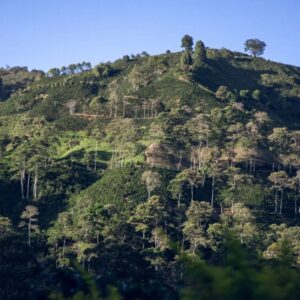 Planatagenbilder-Kolumbien.Huila-Belco.fr-Sommerkaffee26