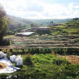 Kaffeeplantage - Kaffee in der Aufbereitung Planatagenbilder-Southern Province-Ruanda-KDM07.26 (2)