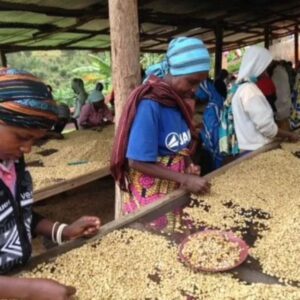 Kaffeeplantage - Kaffee in der Aufbereitung Planatagenbilder-Southern Province-Ruanda-KDM07.26 (2)