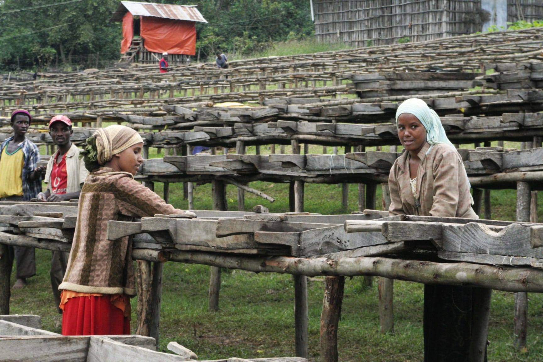 Kaffeeplantage in Tansania - trockene Aufbereitung der Kaffeebohnen