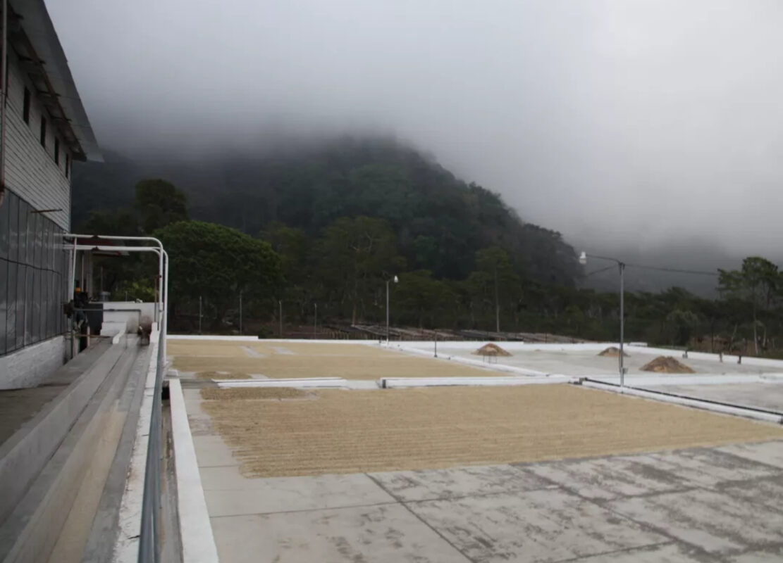 Fine Robusta - Guatemela, Plantage, Kaffee bei der Aufbereitung (Bild: bleco.fr)