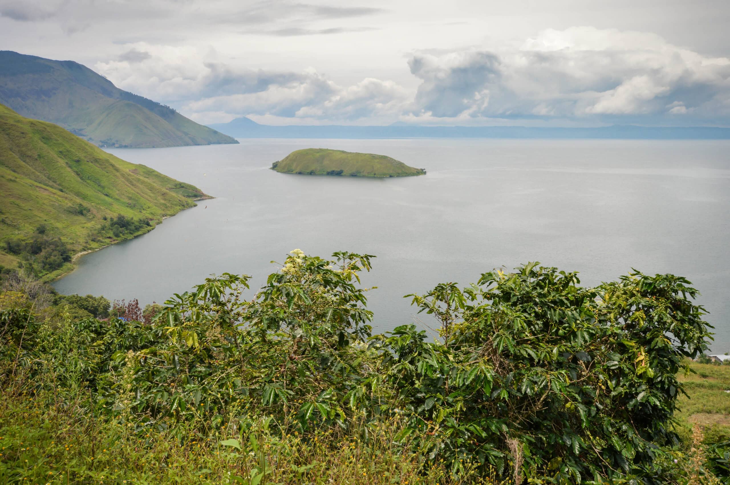 Kaffeeplantage, Plantagenfoto, Lake Toba, Insel Sumatra - Indonesien
