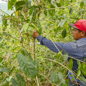 Kaffeefarmer Mario Jose Ortez - Plantagenfoto Nicaragua