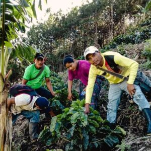 Plantagenfotos, Guatemala mit Farmen