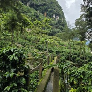 Plantagenfotos, Guatemala
