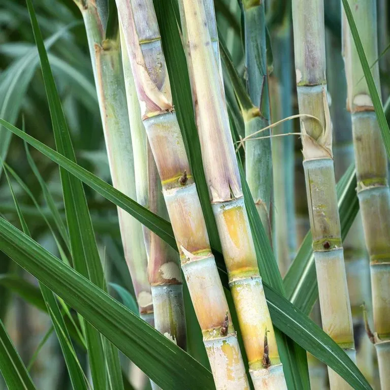 Rohrzuckeranbau Mauritius - Rohrzucker, MauiSu - 500g
