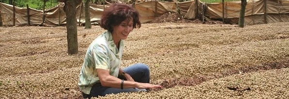 Frau beugt sich ueber Kaffeesetzlinge auf Plantage Santa Elena