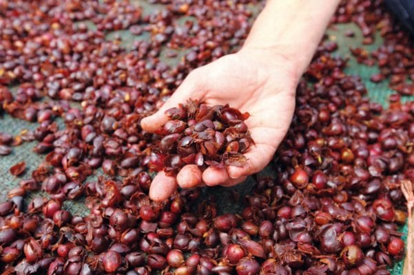 Cascara - Kaffeekirschentee, Hand hält die Früchte