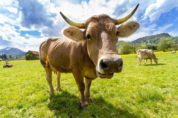 Kuh auf Wiese schaut nah in Kamera